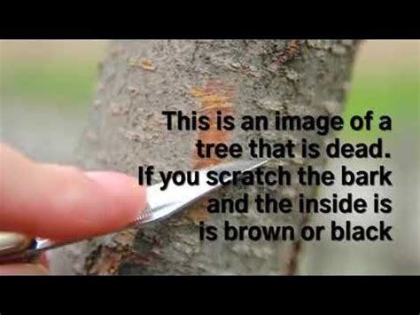 scratch test on tree|scratch test for dormant tree.